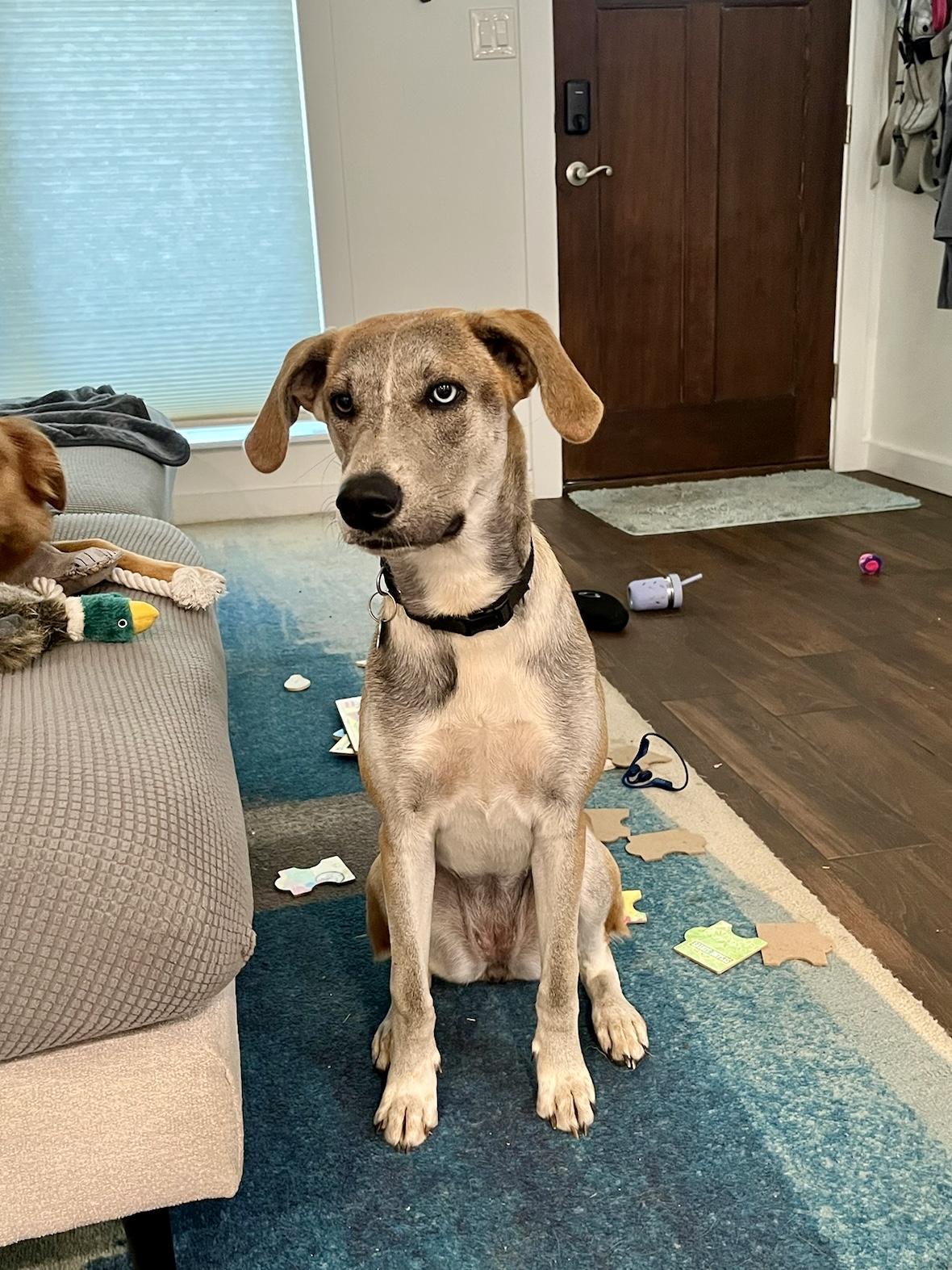 Choo Choo- Courtesy Listing, a Adoptable mixed breed in Austin, TX image 5/5