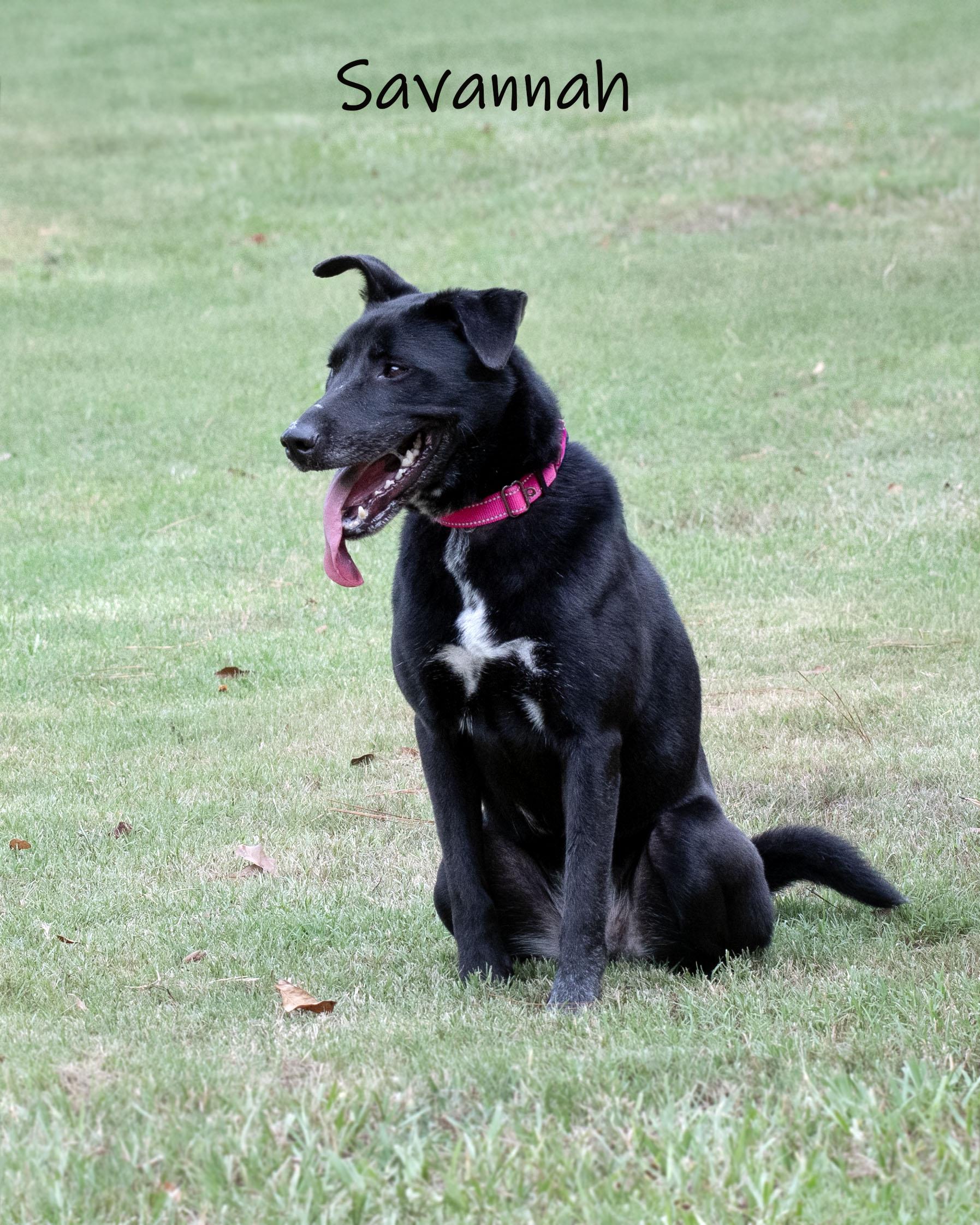 Enlarge Savannah, a ADOPTABLE mixed breed in Bishop, GA image 3/6