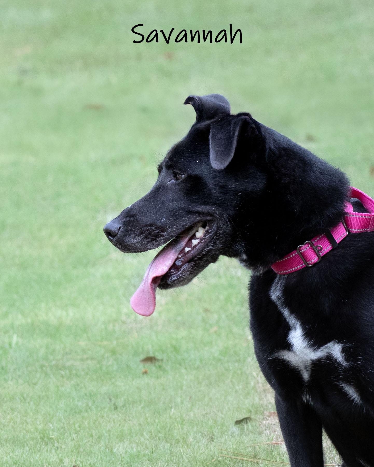 Enlarge Savannah, a ADOPTABLE mixed breed in Bishop, GA image 2/6
