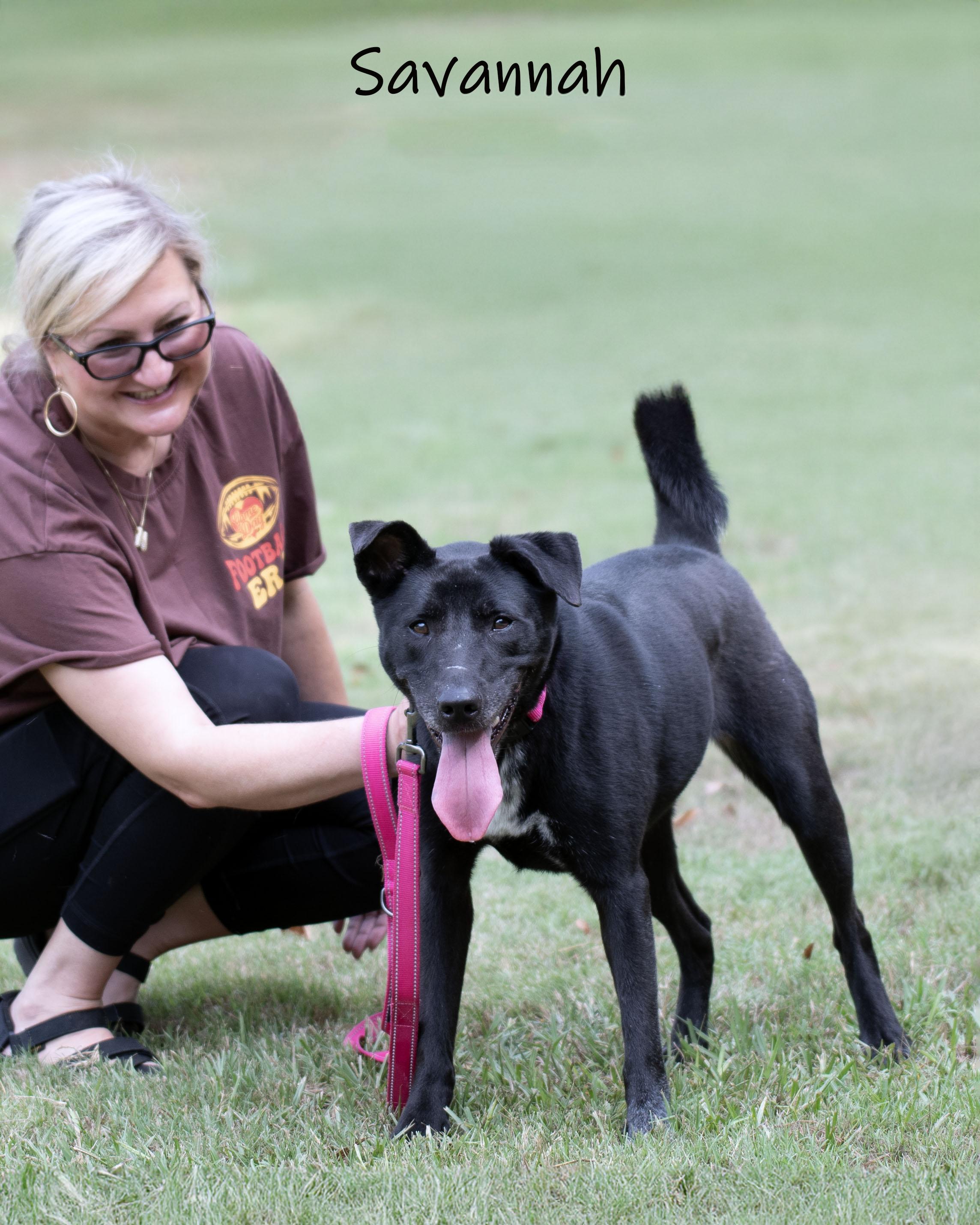 Enlarge Savannah, a ADOPTABLE mixed breed in Bishop, GA image 4/6