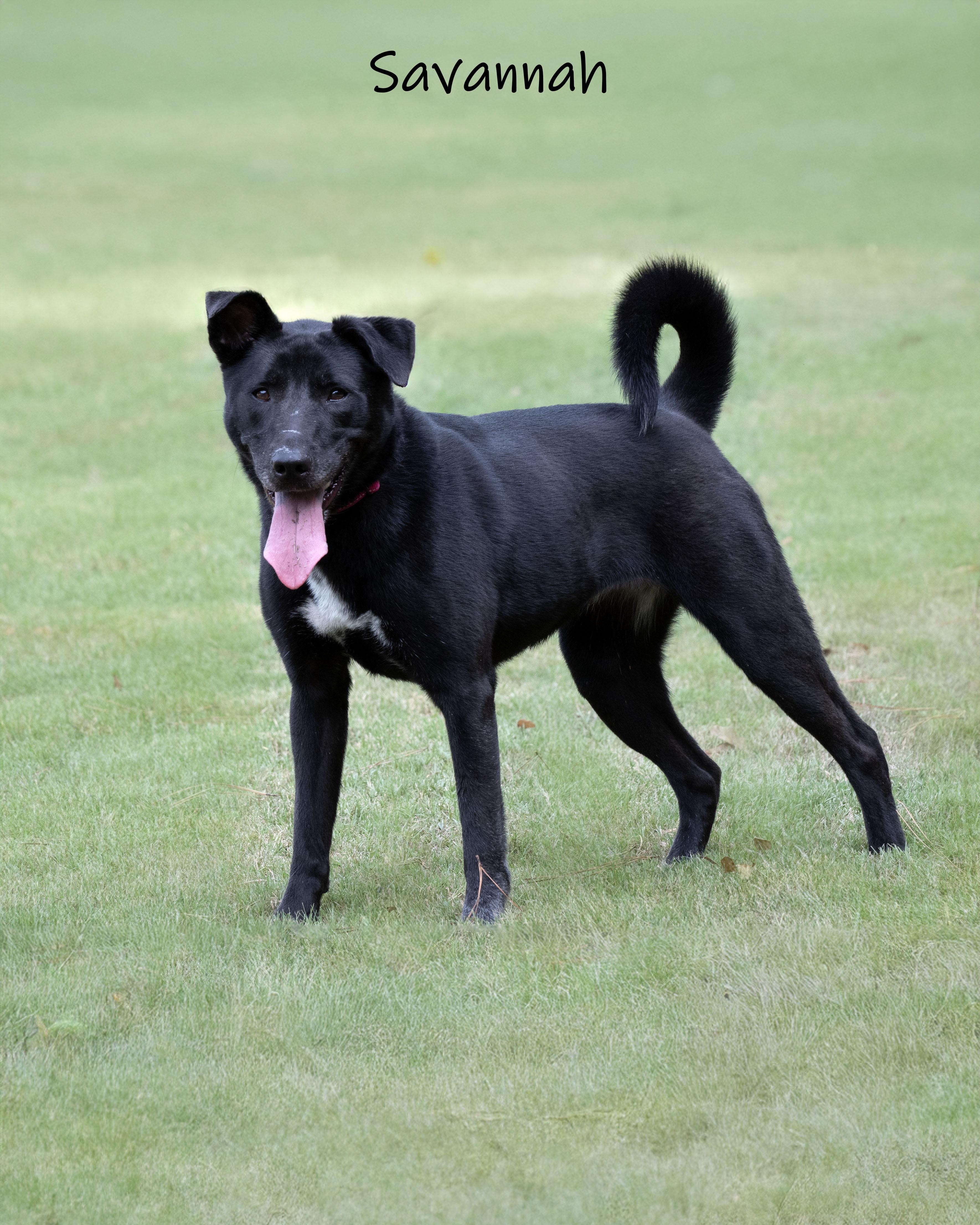 Enlarge Savannah, a ADOPTABLE mixed breed in Bishop, GA image 6/6