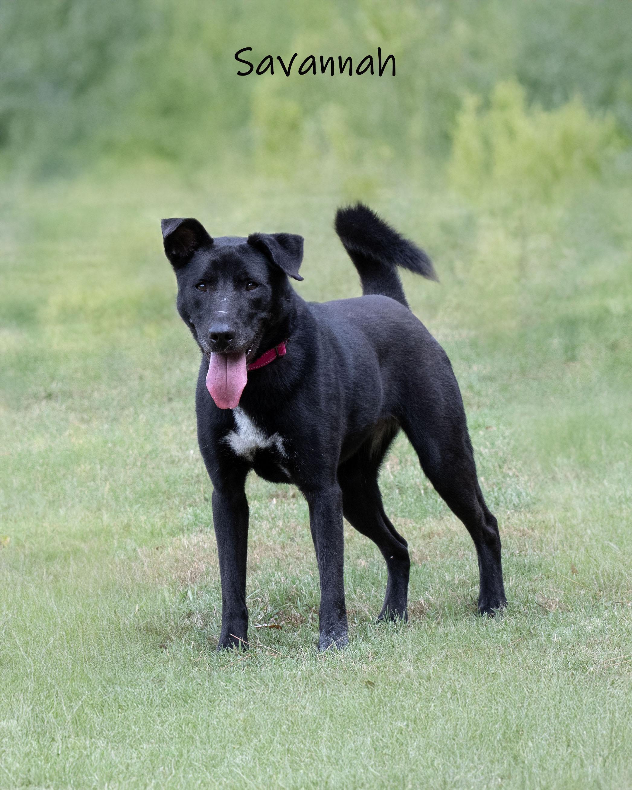 Savannah, ADOPTABLE, Adult Female Chow Chow.