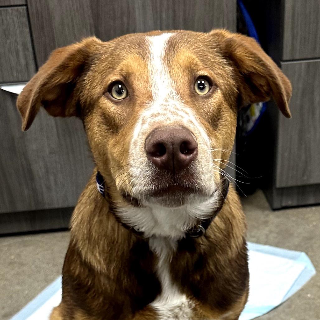Enlarge FWT Timon, a Adoptable Australian Shepherd in Midland, TX image 1/2