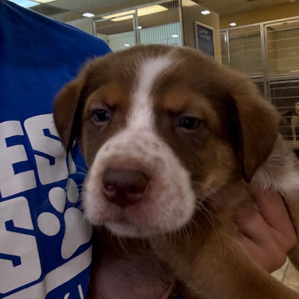 Enlarge FWT Timon, a Adoptable Australian Shepherd in Midland, TX image 2/2