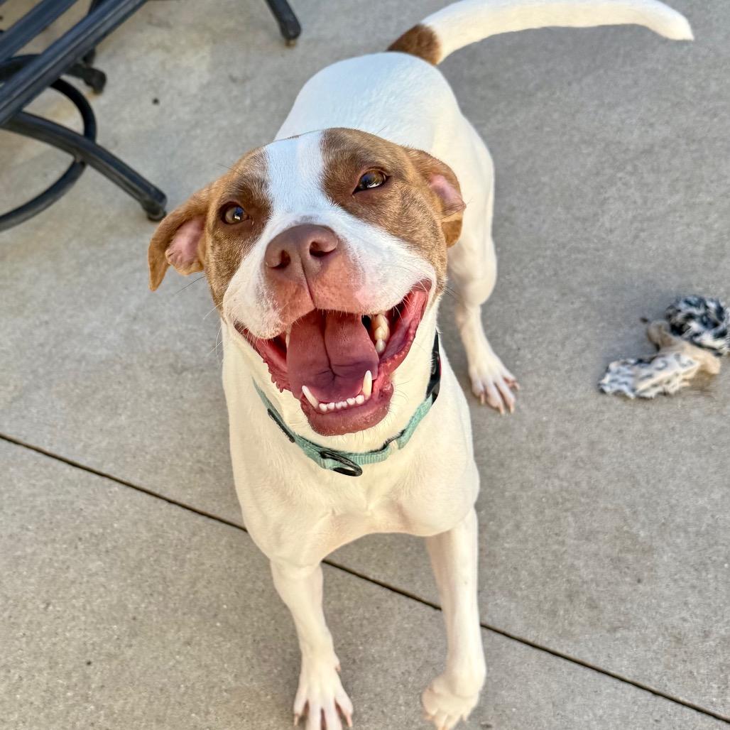 Monty $75 (Long-Timer), Adoptable, Adult Female Mixed Breed & Terrier.