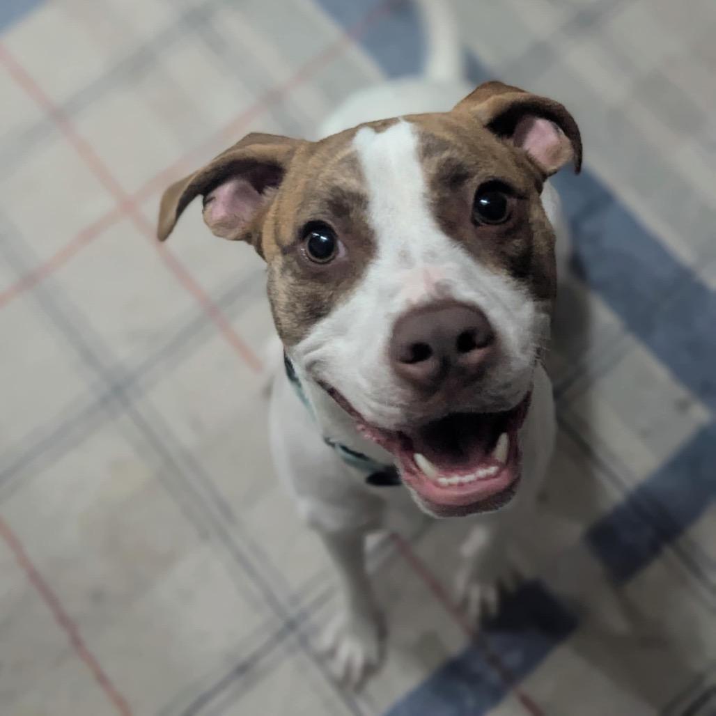 Monty $75 (Long-Timer), a Adoptable mixed breed in Milwaukee, WI image 2/6