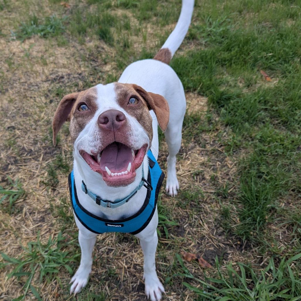 Monty $75 (Long-Timer), a Adoptable mixed breed in Milwaukee, WI image 3/6