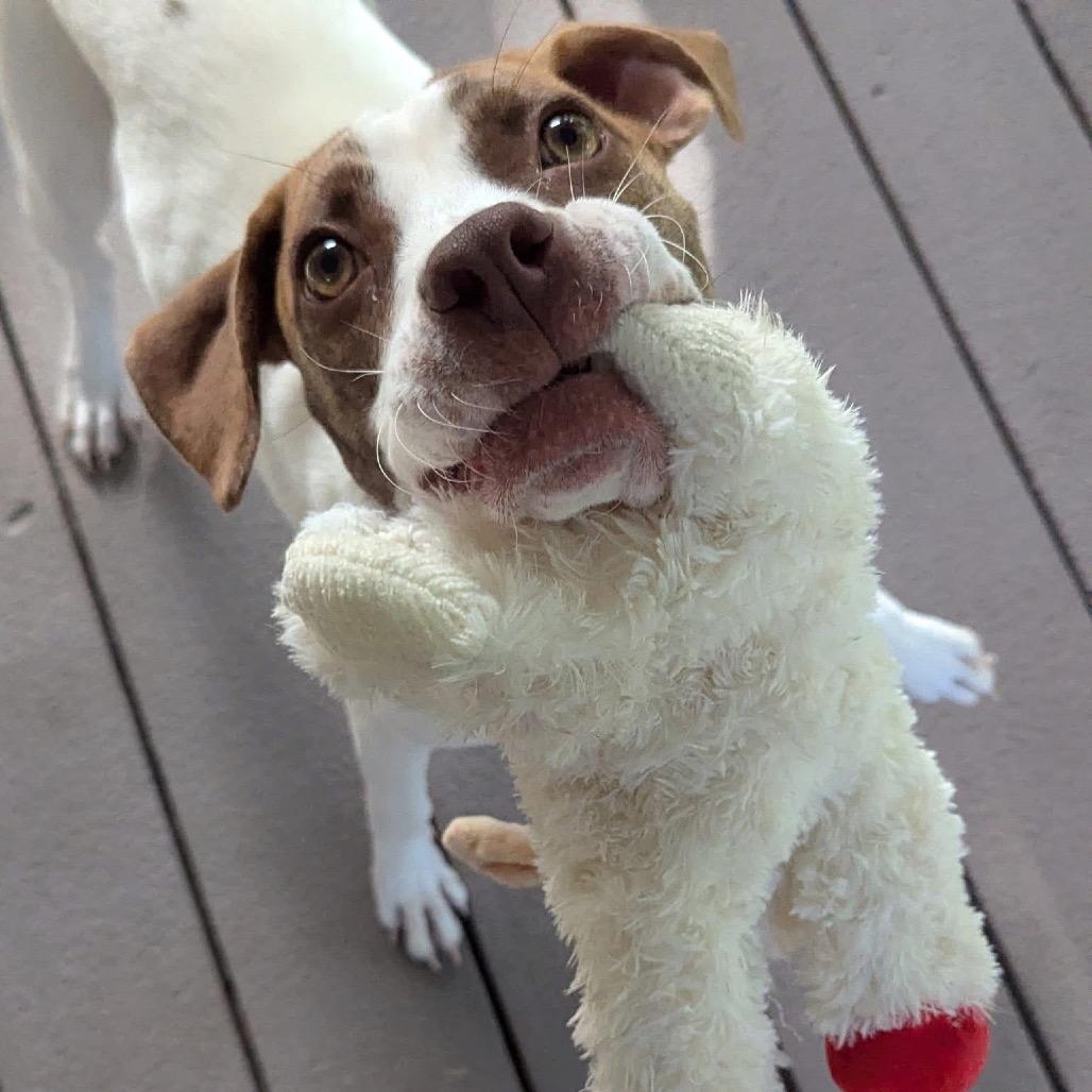 Monty $75 (Long-Timer), a Adoptable mixed breed in Milwaukee, WI image 4/6