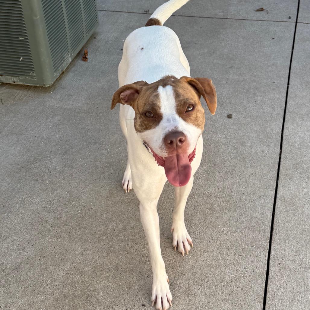 Monty $75 (Long-Timer), a Adoptable mixed breed in Milwaukee, WI image 5/6