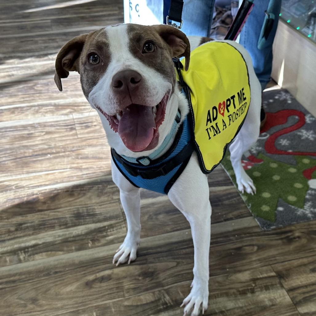 Monty $75 (Long-Timer), a Adoptable mixed breed in Milwaukee, WI image 6/6