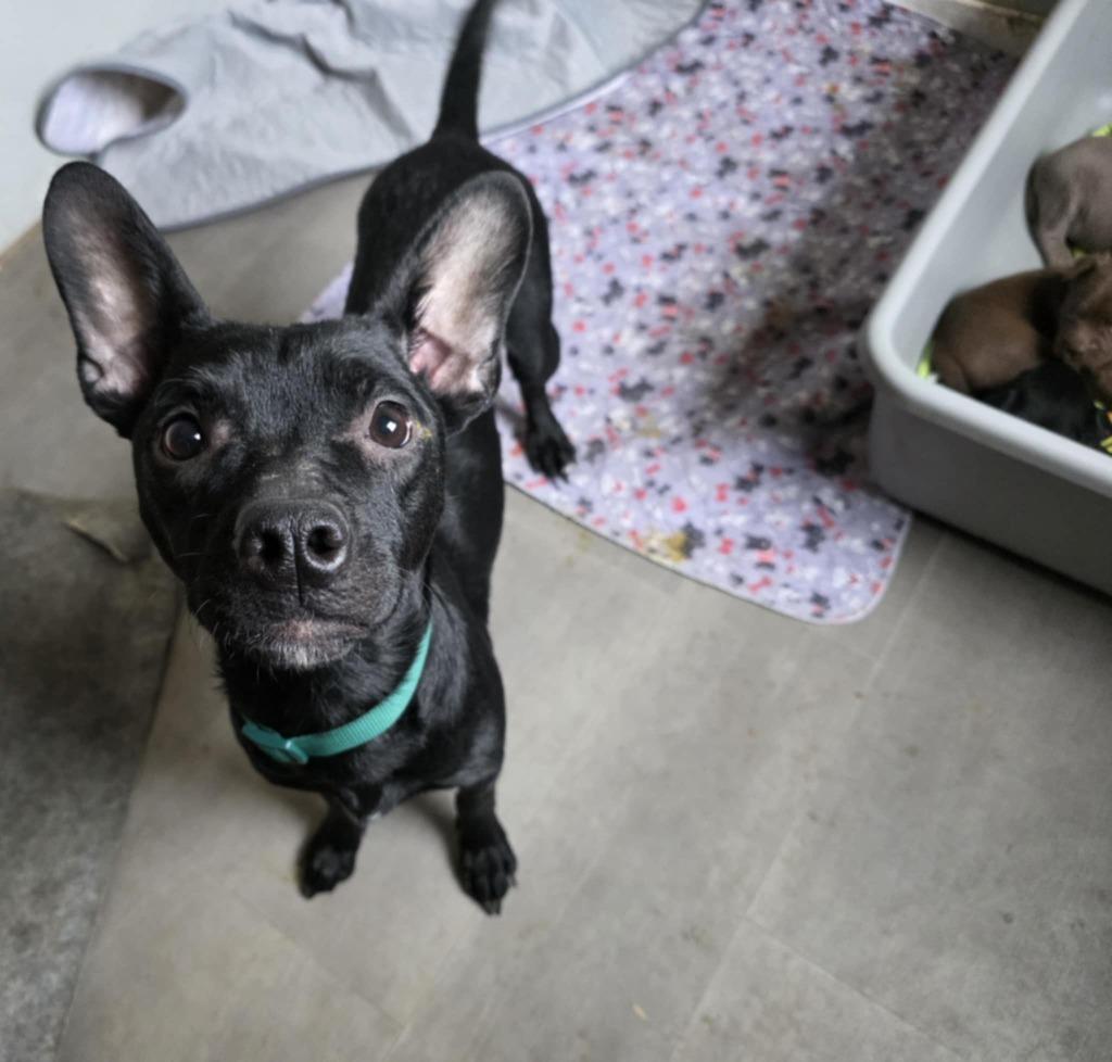 Magnolia, Adopted, Young Female Pit Bull Terrier & Mixed Breed.