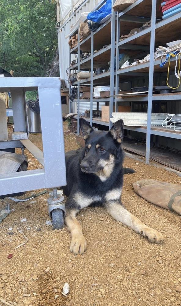 25-055 Sam, Adoptable, Adult Male German Shepherd Dog & Husky.