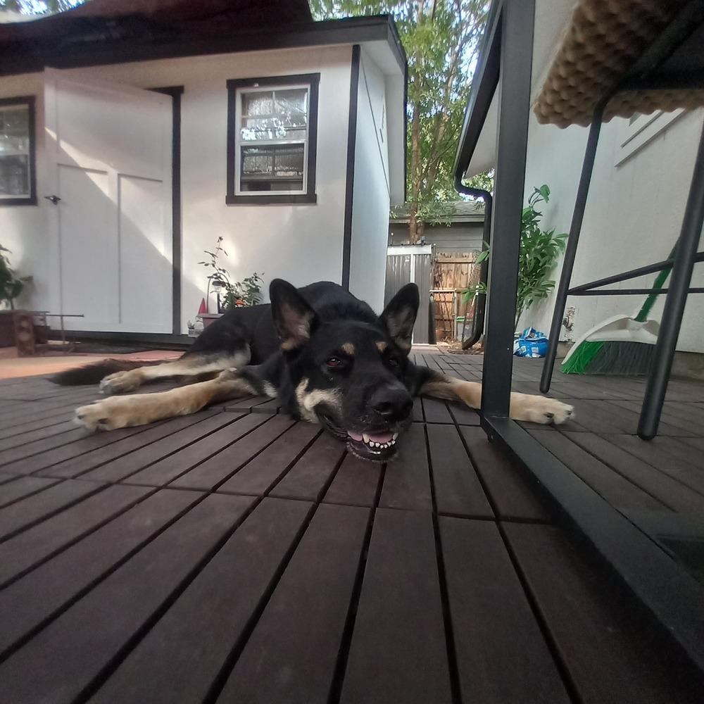 Enlarge 25-055 Sam, a Adoptable mixed breed in Richardson, TX image 2/6