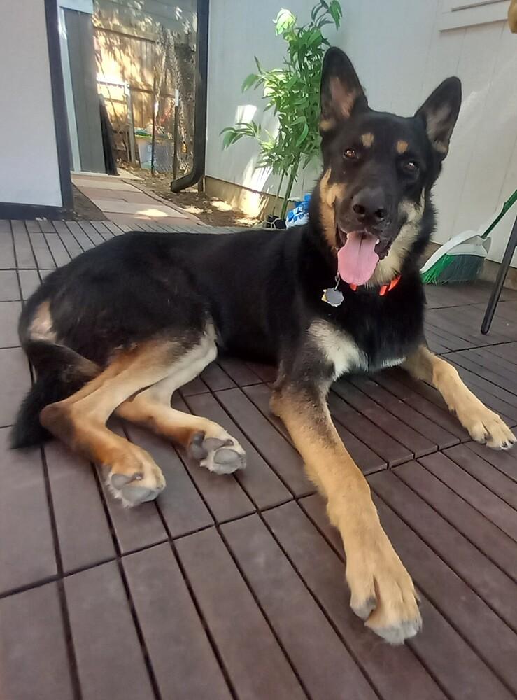 Enlarge 25-055 Sam, a Adoptable mixed breed in Richardson, TX image 3/6