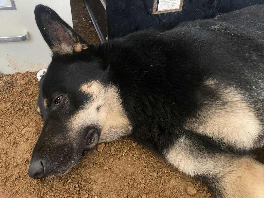 Enlarge 25-055 Sam, a Adoptable mixed breed in Richardson, TX image 4/6