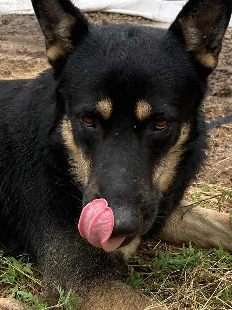 Enlarge 25-055 Sam, a Adoptable mixed breed in Richardson, TX image 5/6