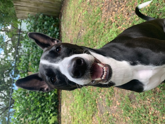 Stormy, a Adoptable mixed breed in Tampa, FL image 1/5