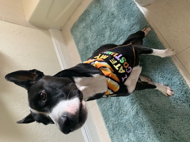 Stormy, a Adoptable mixed breed in Tampa, FL image 2/5