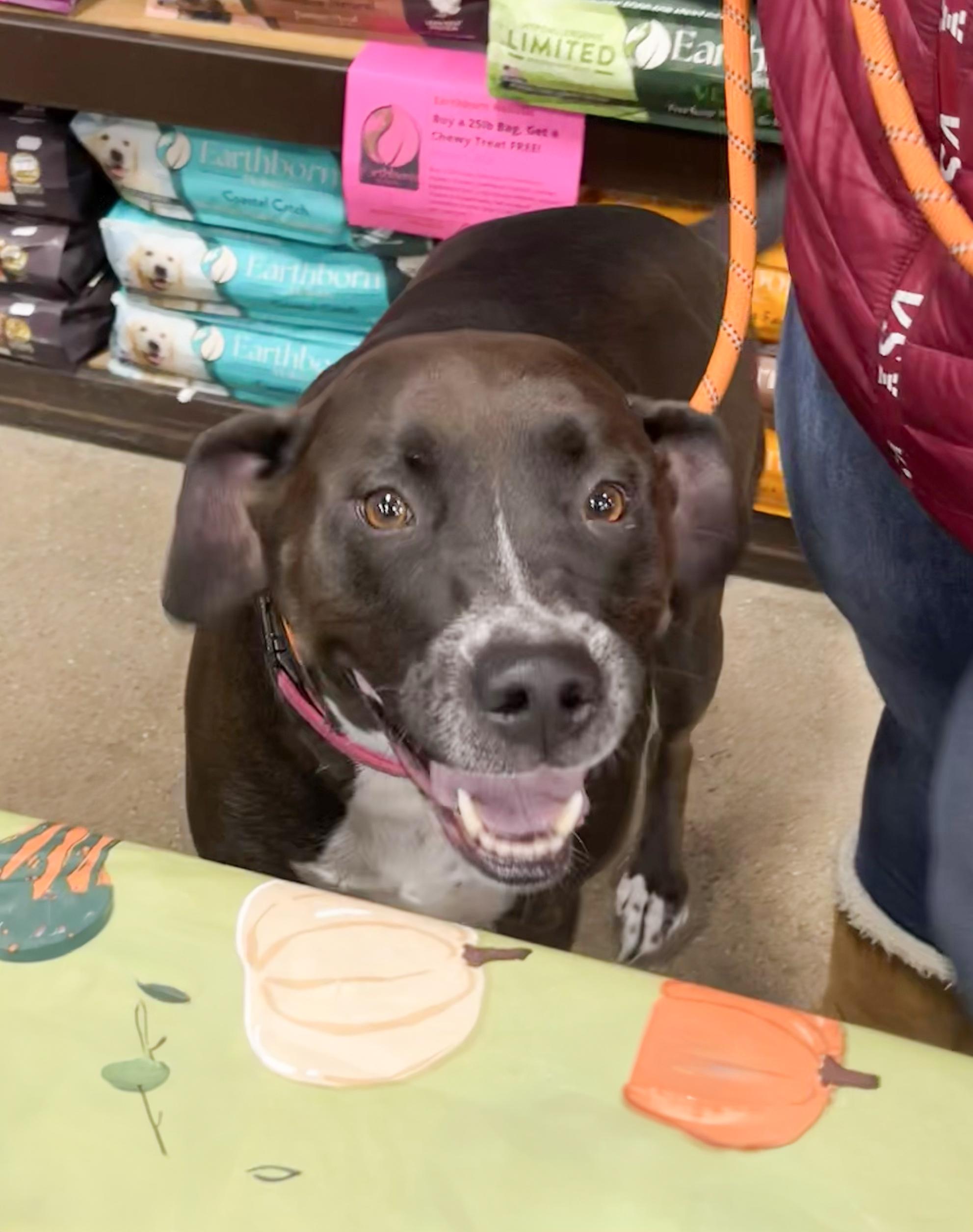 MACIE- Needs a foster/forever home!