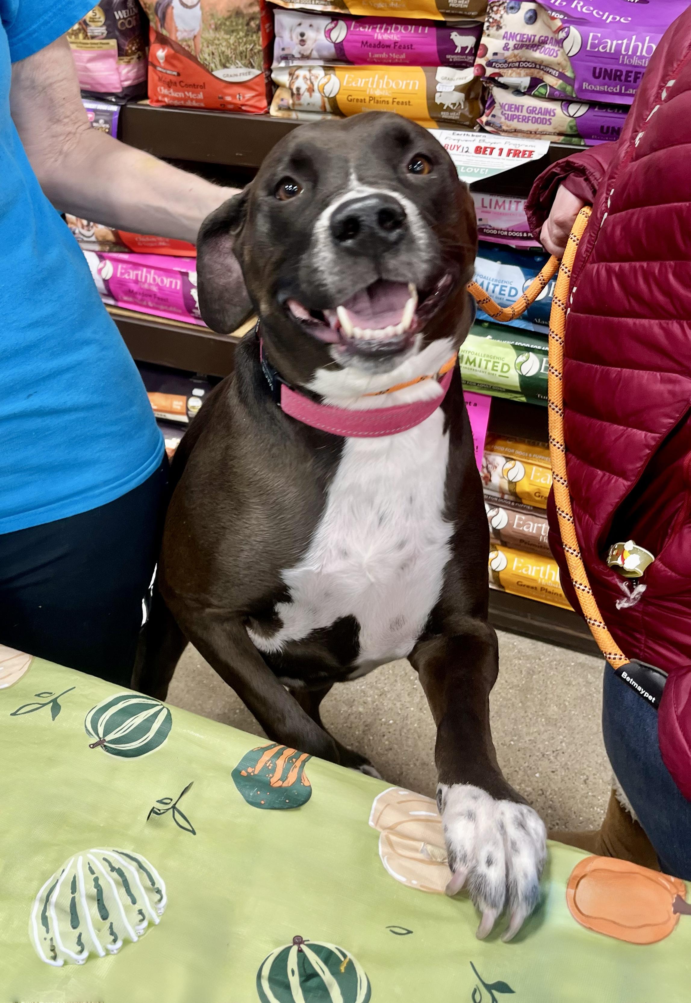 MACIE- Needs a foster/forever home! — thumbnail 3