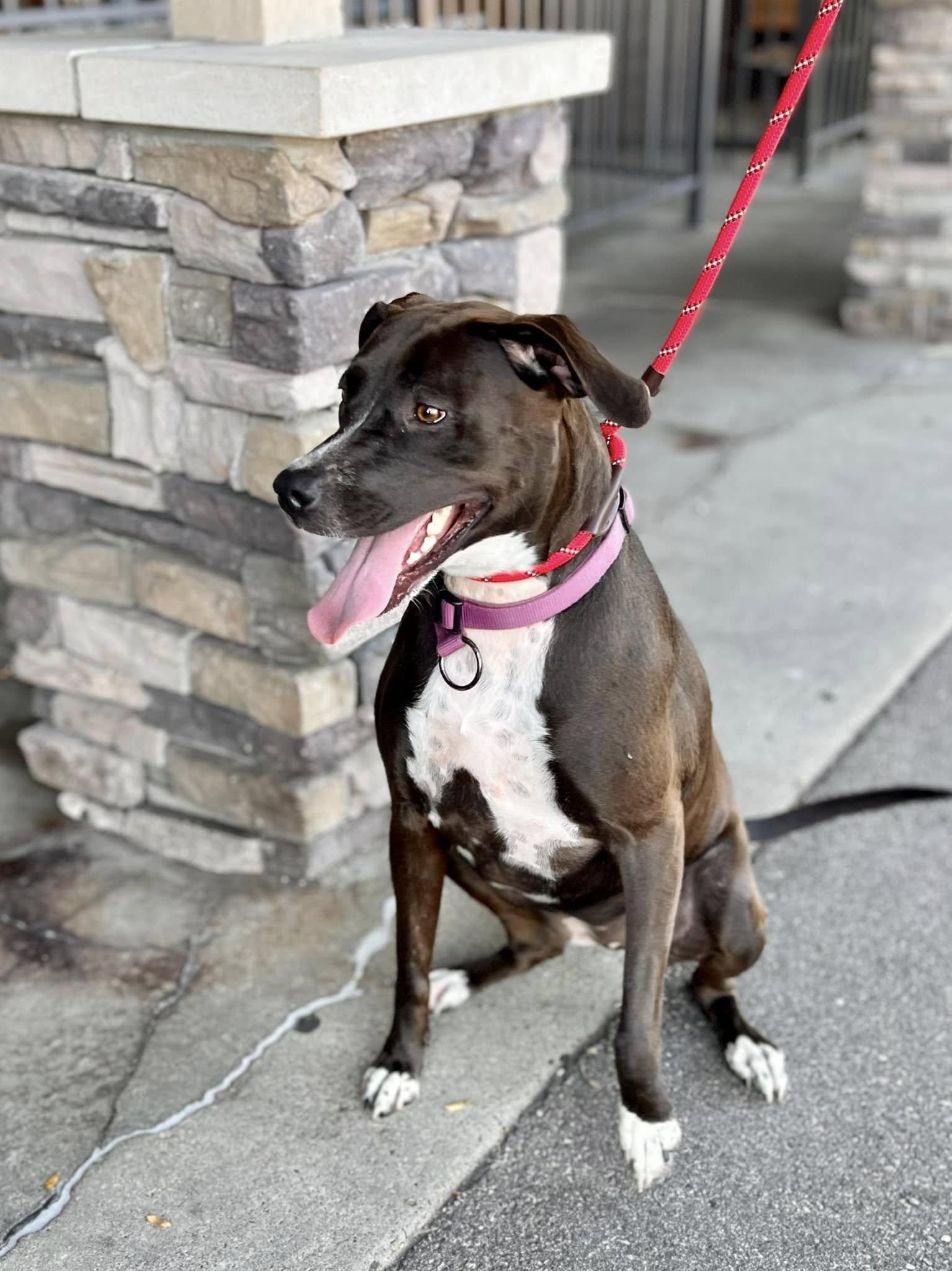 MACIE- Needs a foster/forever home! — thumbnail 4