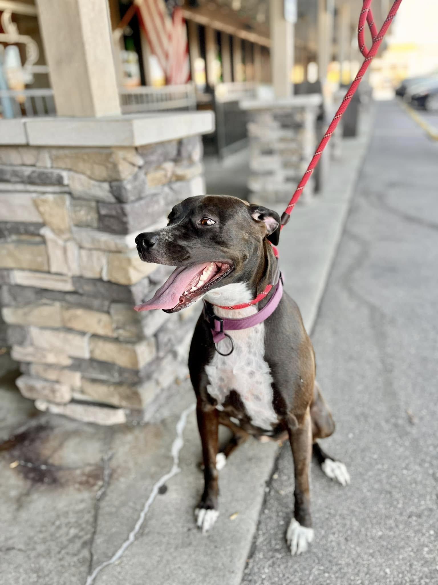 MACIE- Needs a foster/forever home! — thumbnail 5