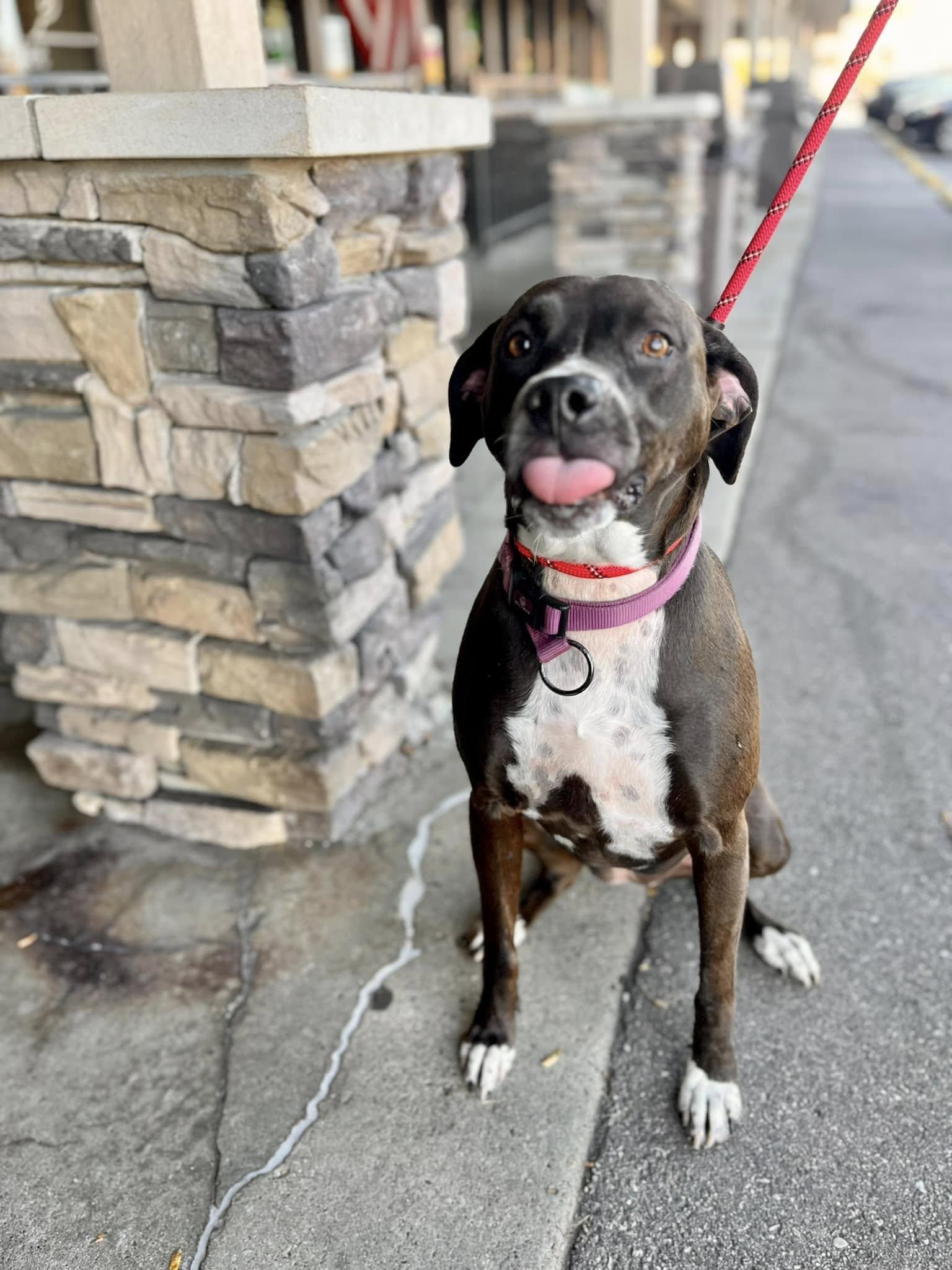 MACIE- Needs a foster/forever home! — thumbnail 6