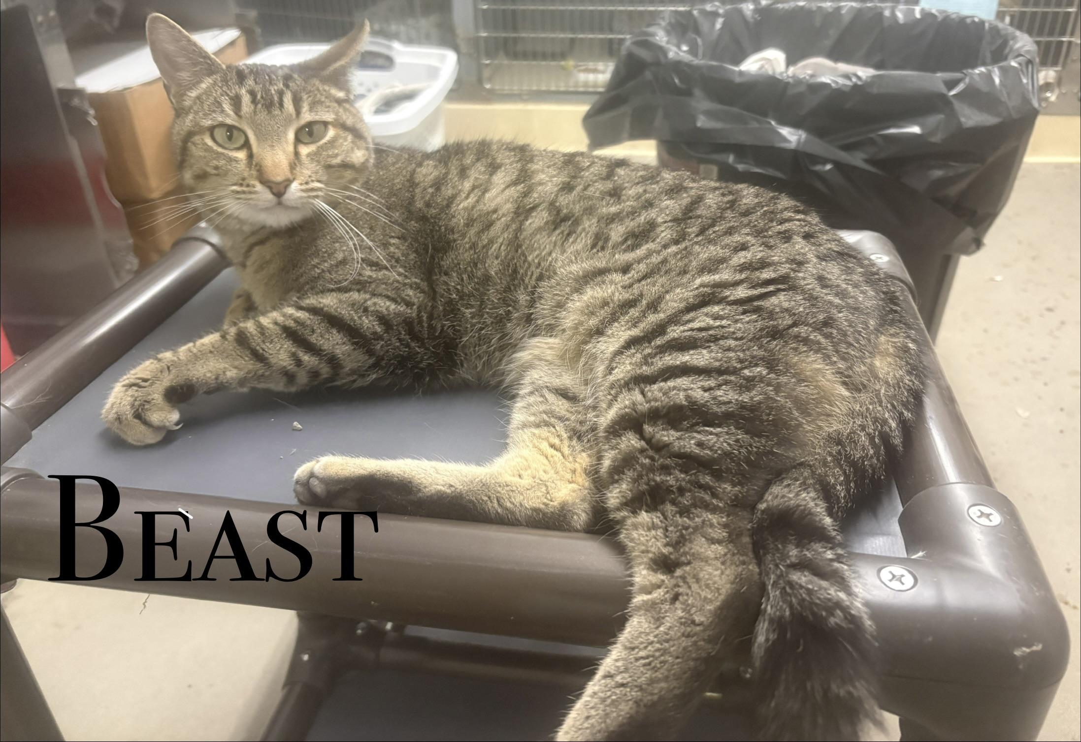 Beast, ADOPTABLE, Adult Male Domestic Short Hair.