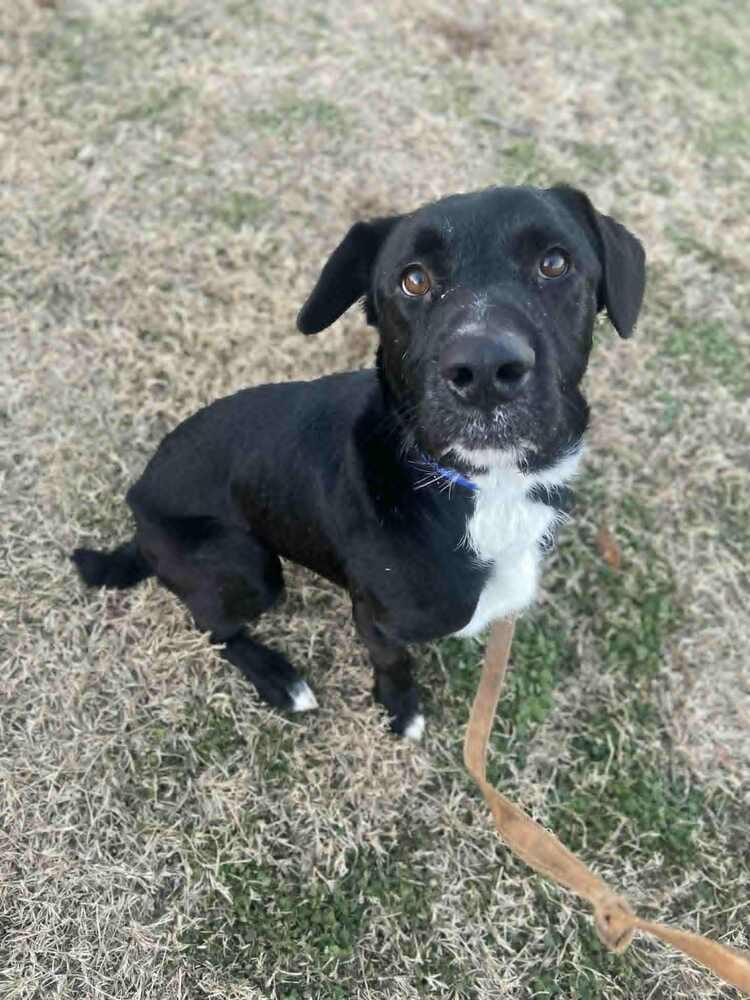 Cosmo, Adoptable, Adult Male Labrador Retriever.