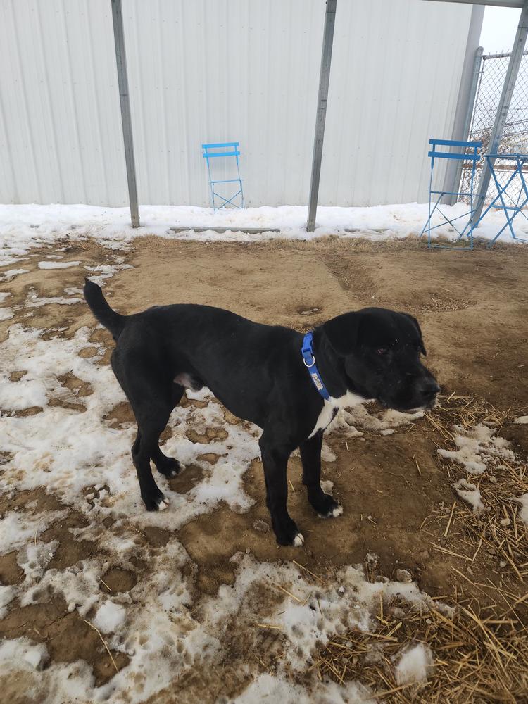 Cosmo, a Adoptable Labrador Retriever in Evansville, IN image 2/5