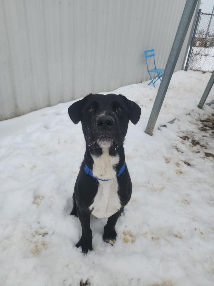 Cosmo, a Adoptable Labrador Retriever in Evansville, IN image 3/5