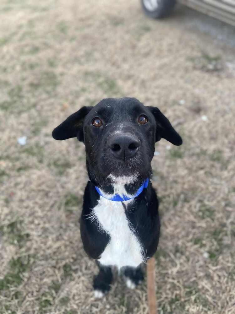 Cosmo, a Adoptable Labrador Retriever in Evansville, IN image 4/5
