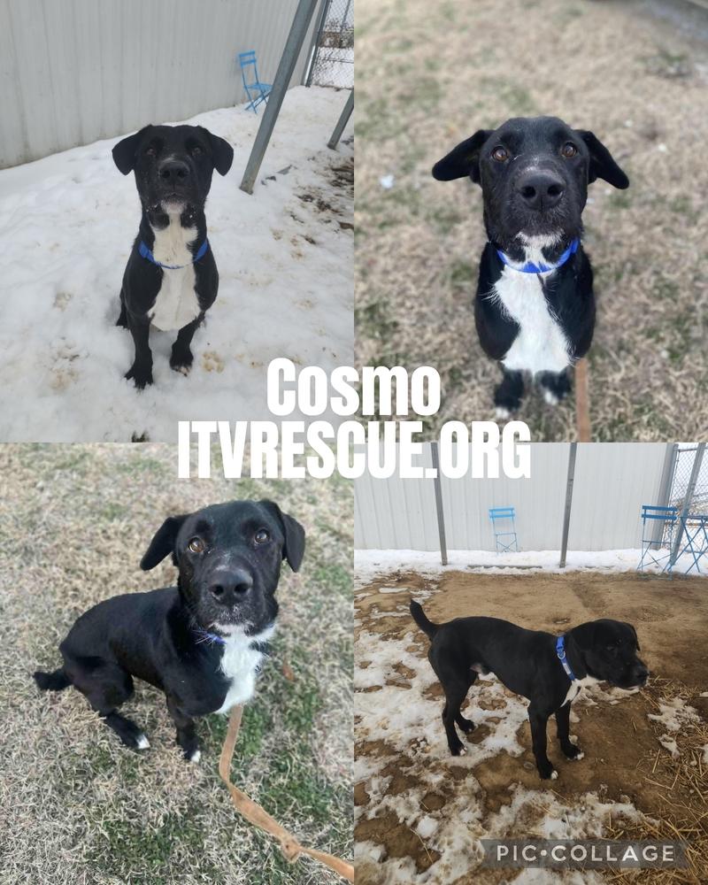 Enlarge Cosmo, a Adoptable Labrador Retriever in Evansville, IN image 5/6