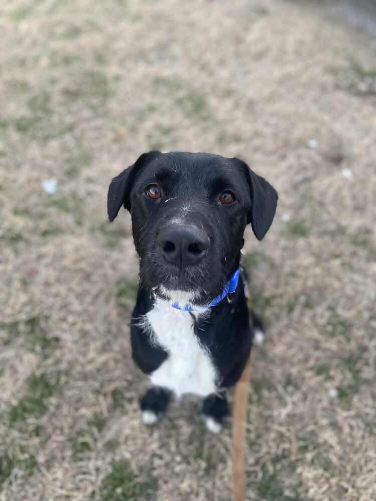 Cosmo, a Adoptable Labrador Retriever in Evansville, IN image 5/5