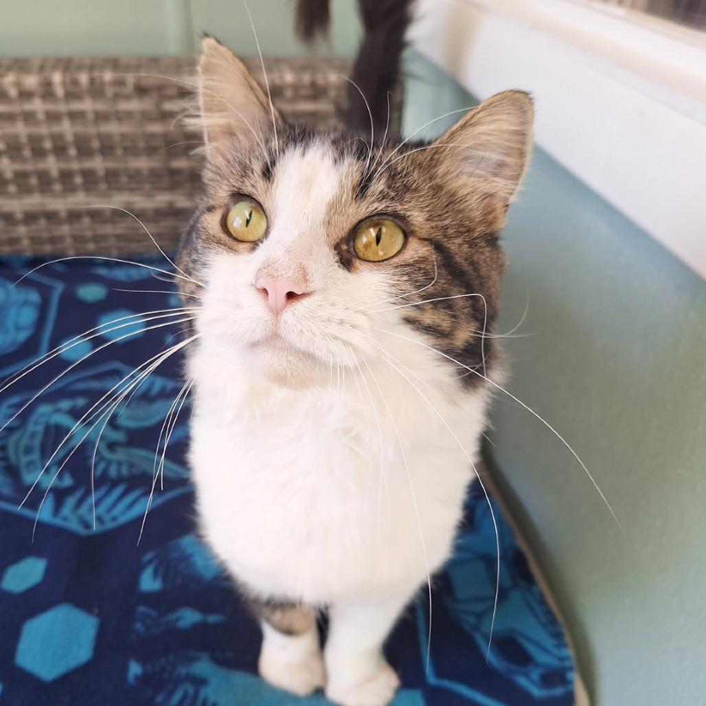 Enlarge Porkchop, a Adoptable Domestic Medium Hair in Attica, NY image 1/3