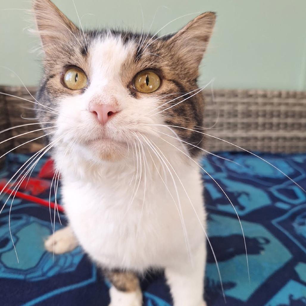 Enlarge Porkchop, a Adoptable Domestic Medium Hair in Attica, NY image 2/3