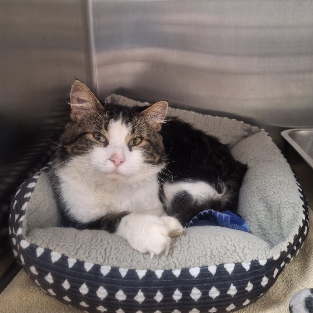 Enlarge Porkchop, a Adoptable Domestic Medium Hair in Attica, NY image 3/3