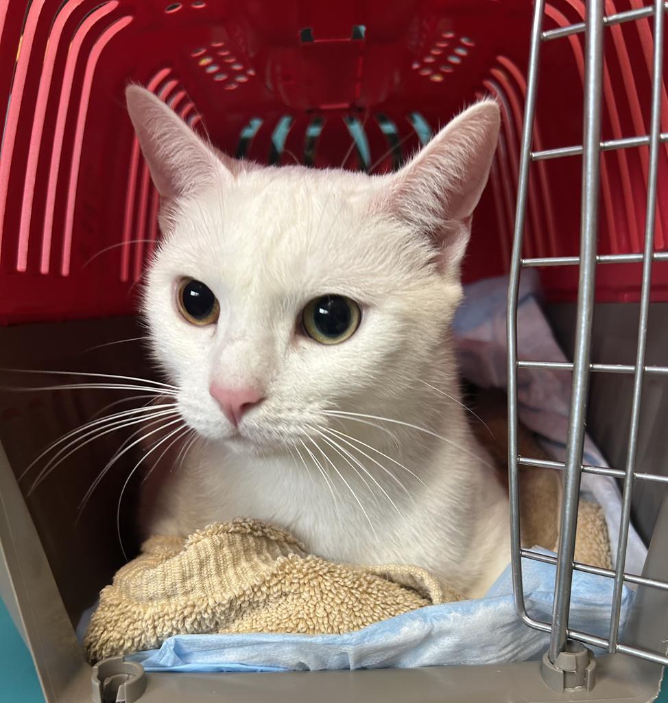 Luna, Adoptable, Adult Female Domestic Short Hair.