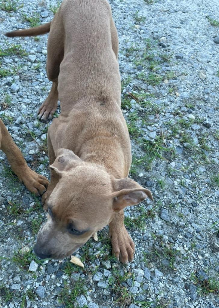 Jim, Adoptable, Young Male Terrier.