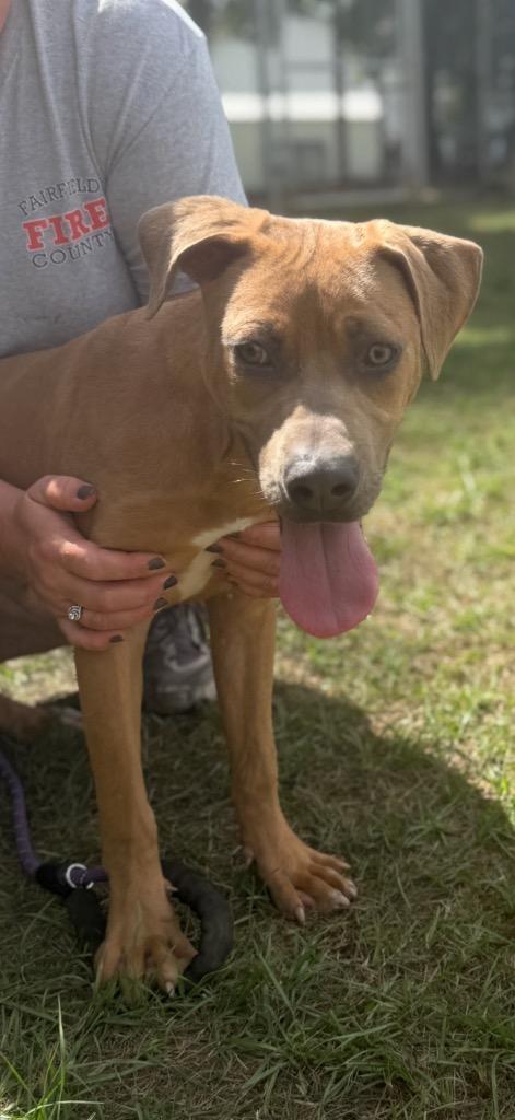 Enlarge Jim, a Adoptable mixed breed in Winnsboro, SC image 1/4