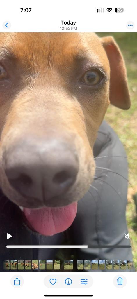 Enlarge Jim, a Adoptable mixed breed in Winnsboro, SC image 3/4