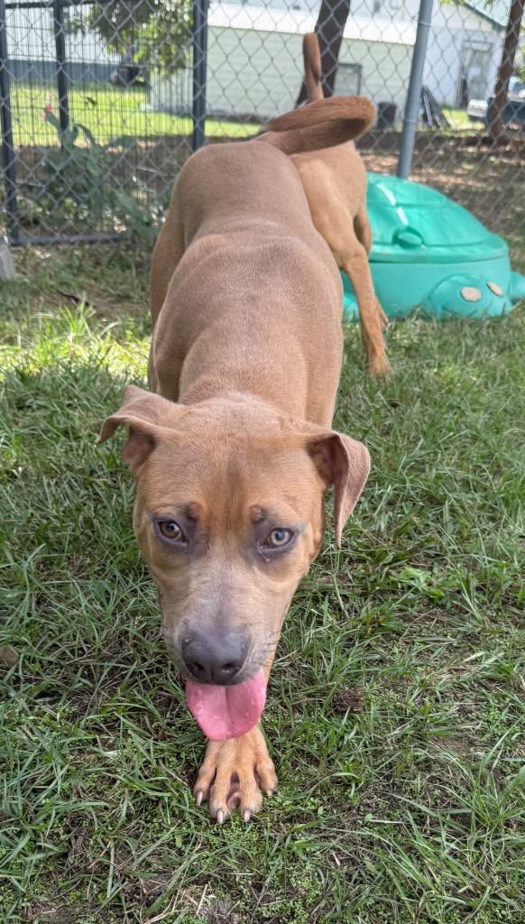 Enlarge Jim, a Adoptable mixed breed in Winnsboro, SC image 4/4