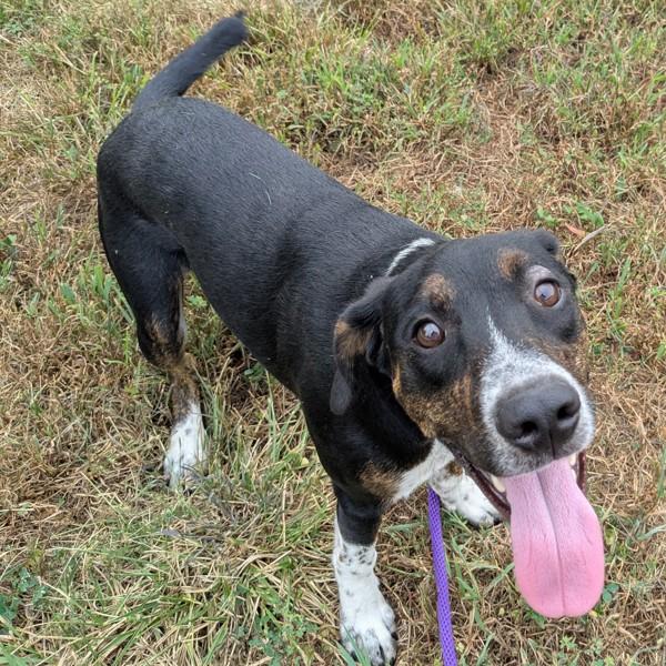 Enlarge Rebel, a Adoptable mixed breed in Osage Beach, MO image 1/3