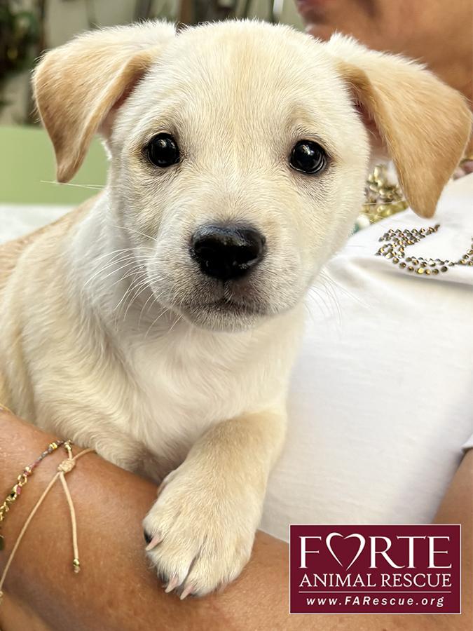 Woody, Adoptable, Puppy Male Labrador Retriever.