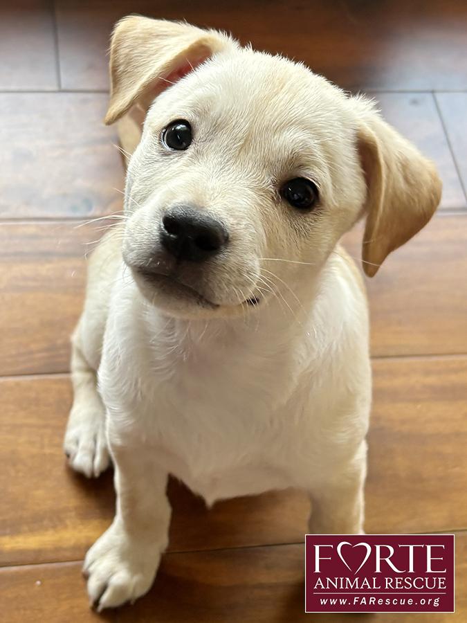 Woody, a Adoptable mixed breed in Marina Del Rey, CA image 4/4