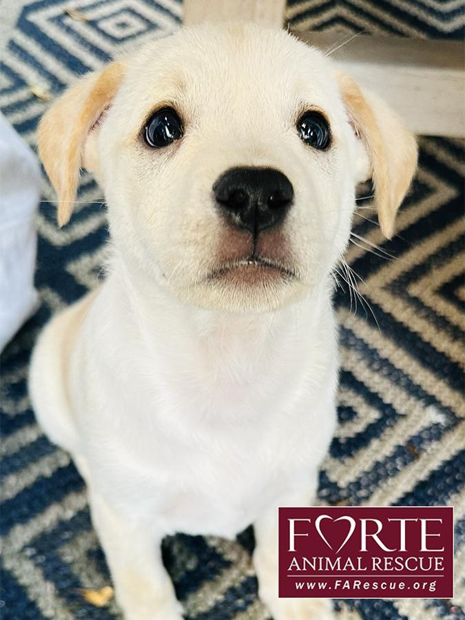 Woody, a Adoptable mixed breed in Marina Del Rey, CA image 2/4