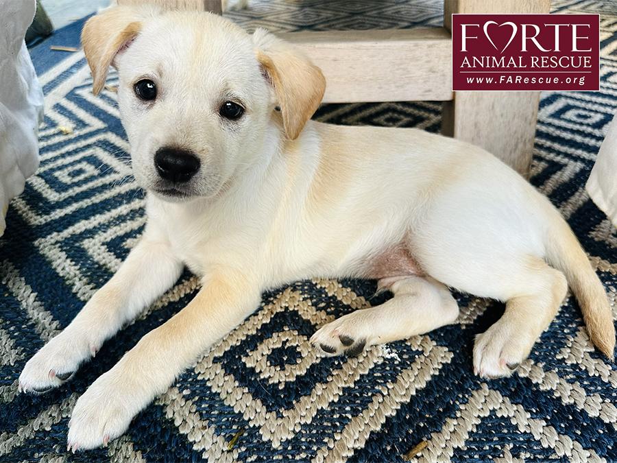 Woody, a Adoptable mixed breed in Marina Del Rey, CA image 3/4