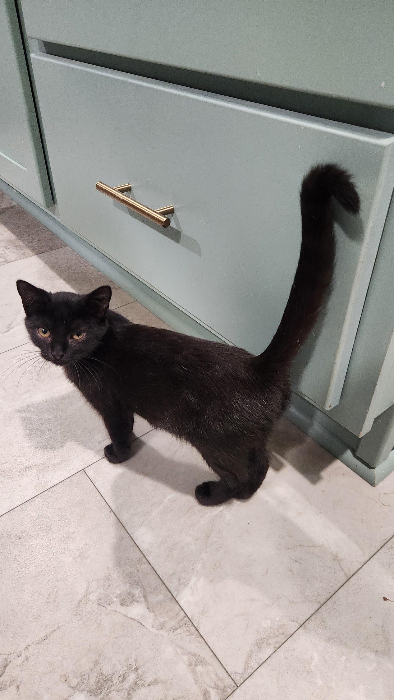Sable, Adoptable, Young Female American Shorthair.