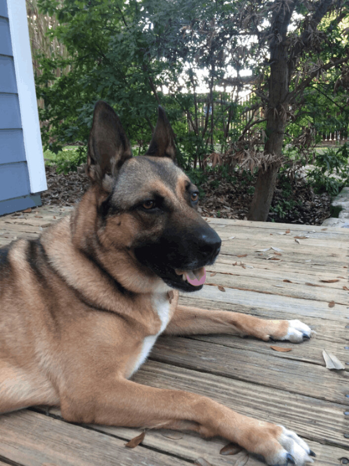 Enlarge Madeline, a Adoptable German Shepherd Dog in Richmond, VA image 1/5
