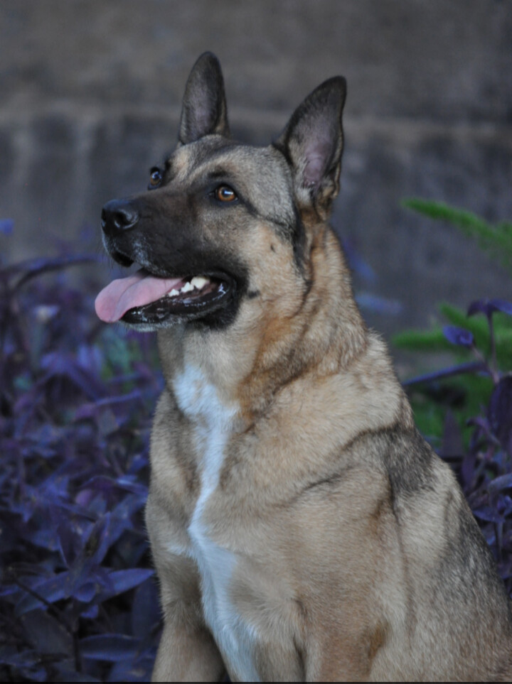 Enlarge Madeline, a Adoptable German Shepherd Dog in Richmond, VA image 4/5